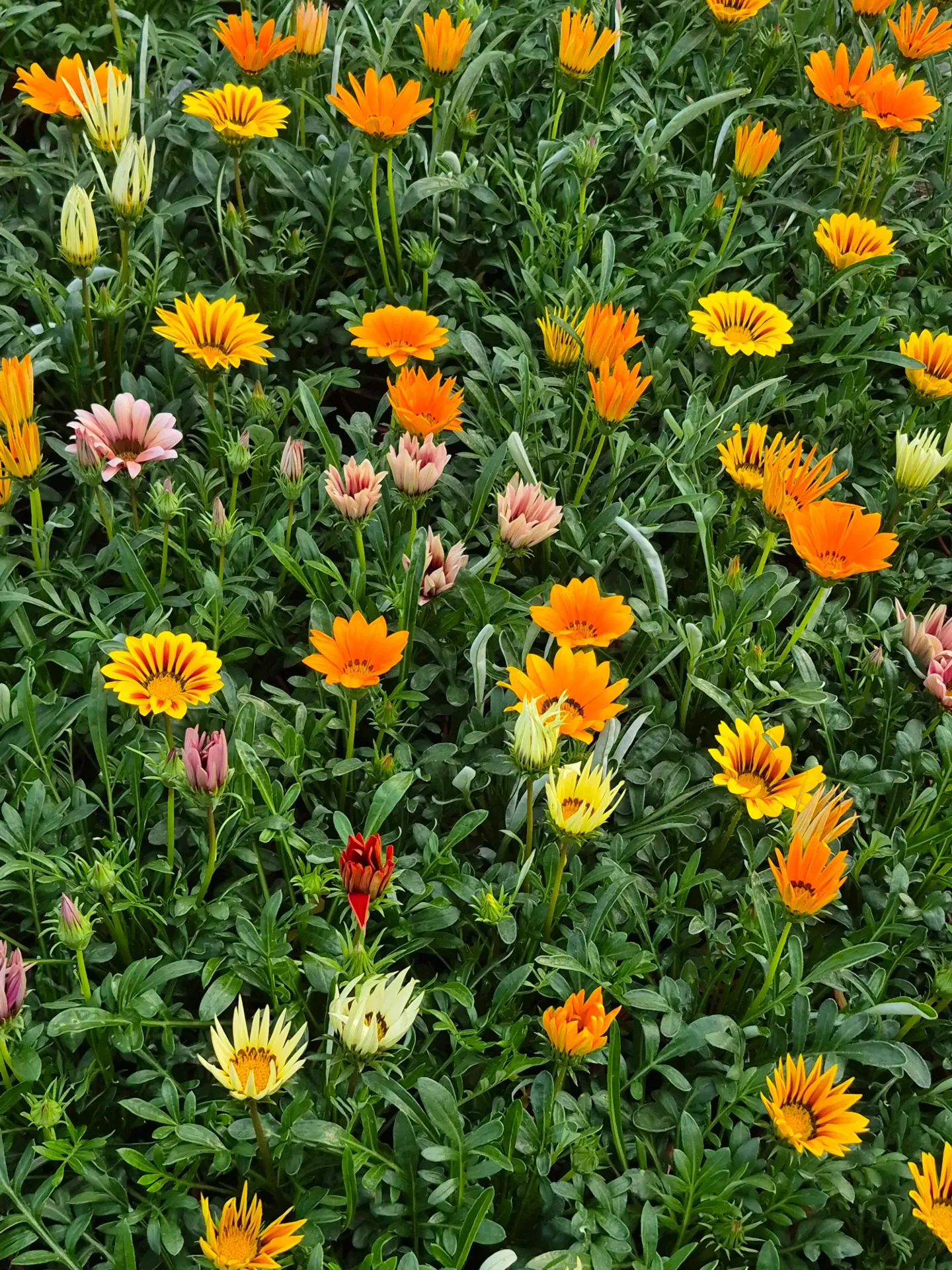 Gazania rigens Wonderwall Mix