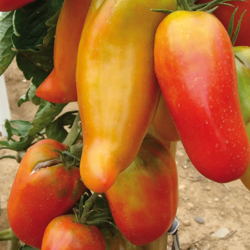 Plant Tomate Andine Cornue