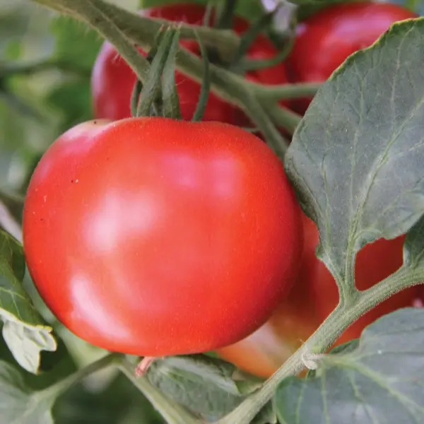 Plant Tomate Fandango