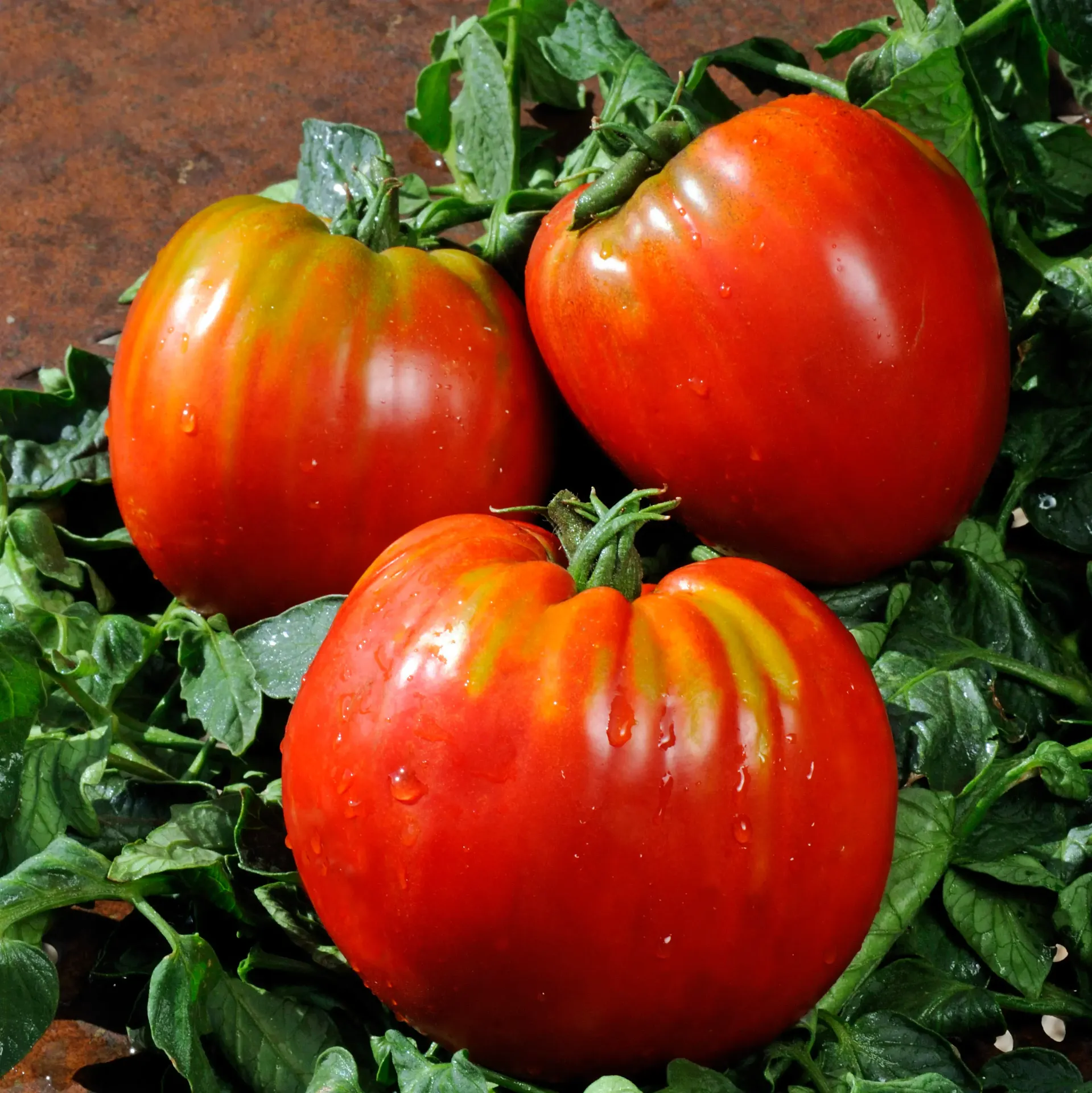 Tomate Coeur de Boeuf