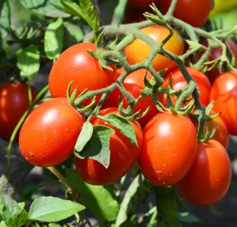 Tomate Roma