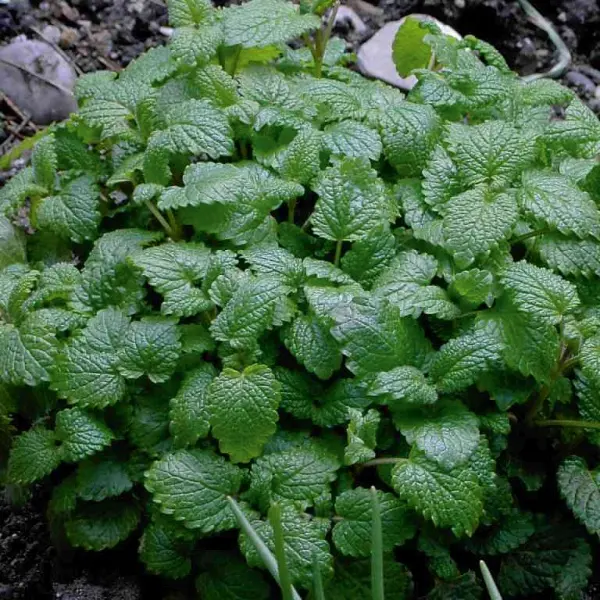 Mélisse officinalis