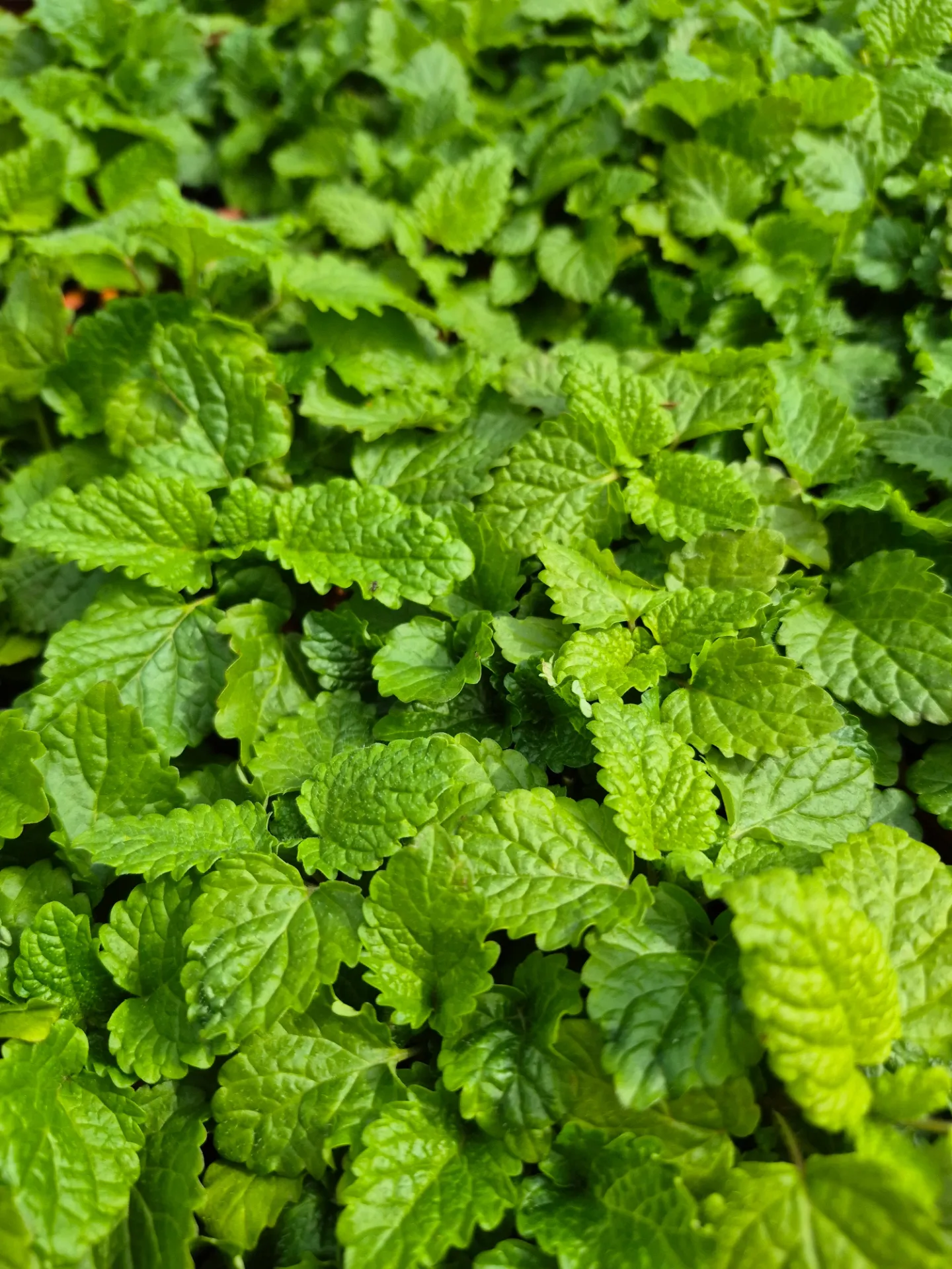Mélisse officinalis