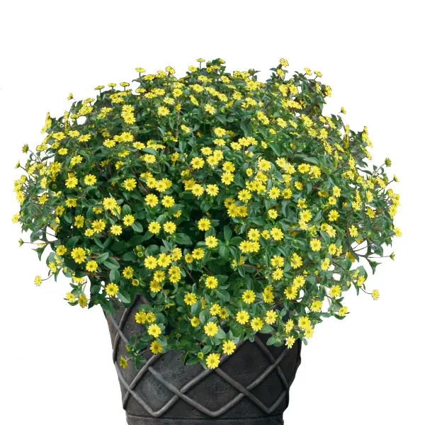 Sanvitalia procumbens Million Suns