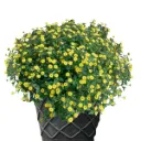 Sanvitalia procumbens Million Suns