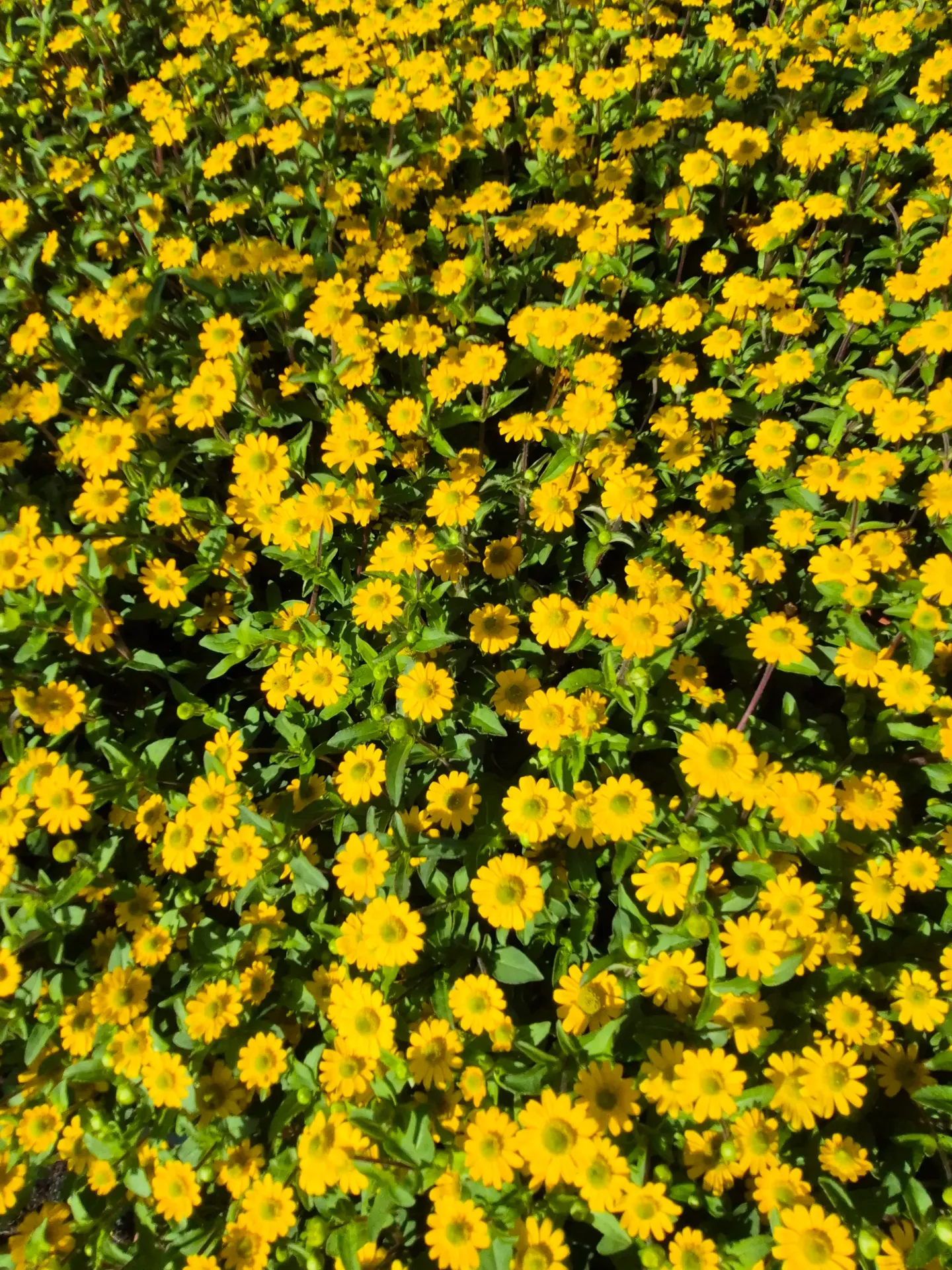 Sanvitalia procumbens Million Suns