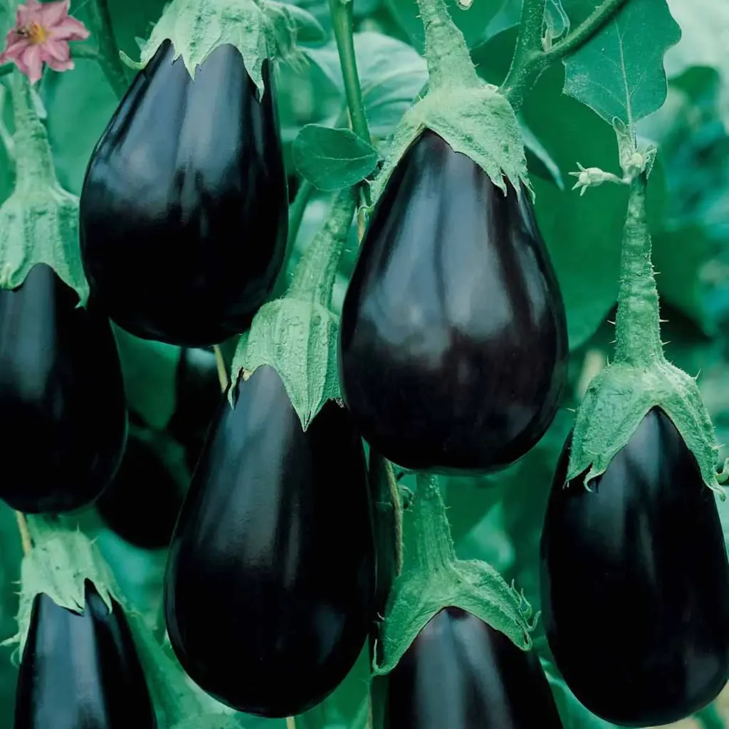 Aubergine Bonica