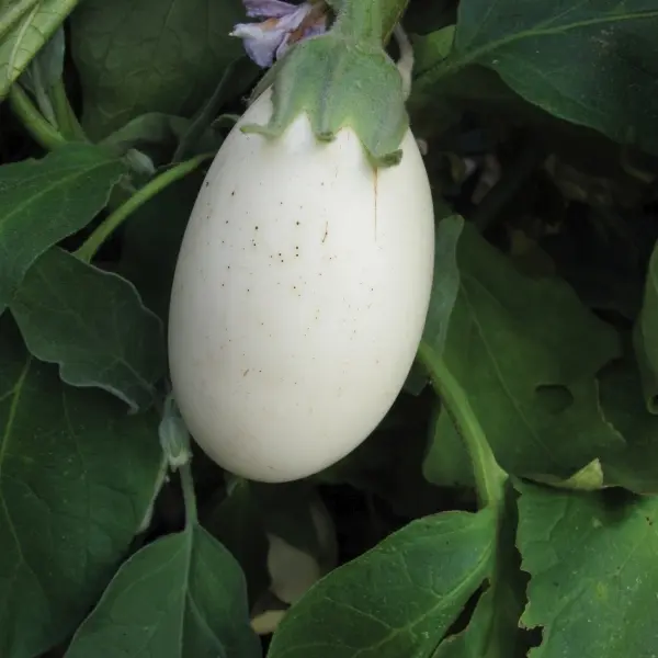 Aubergine Ivory