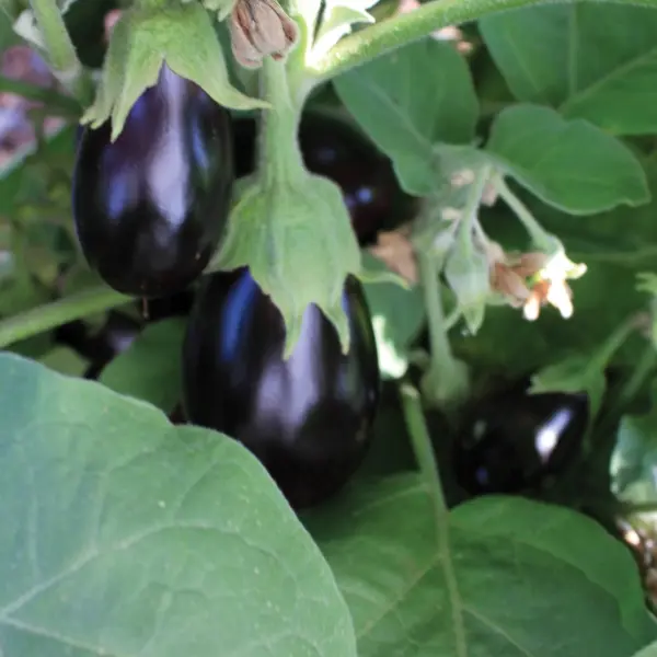 Aubergine Ophelia