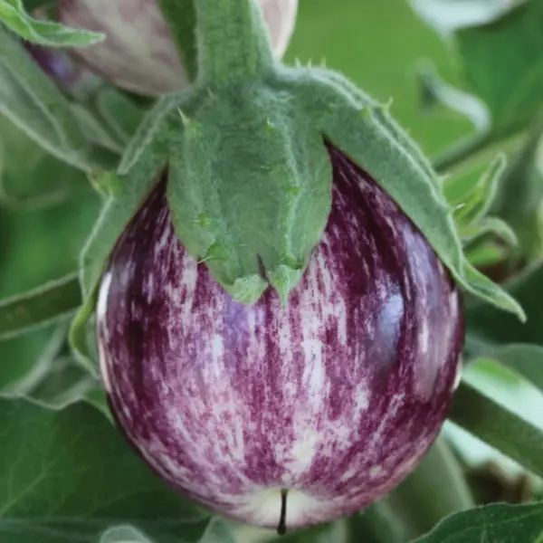 Aubergine Pinstripe