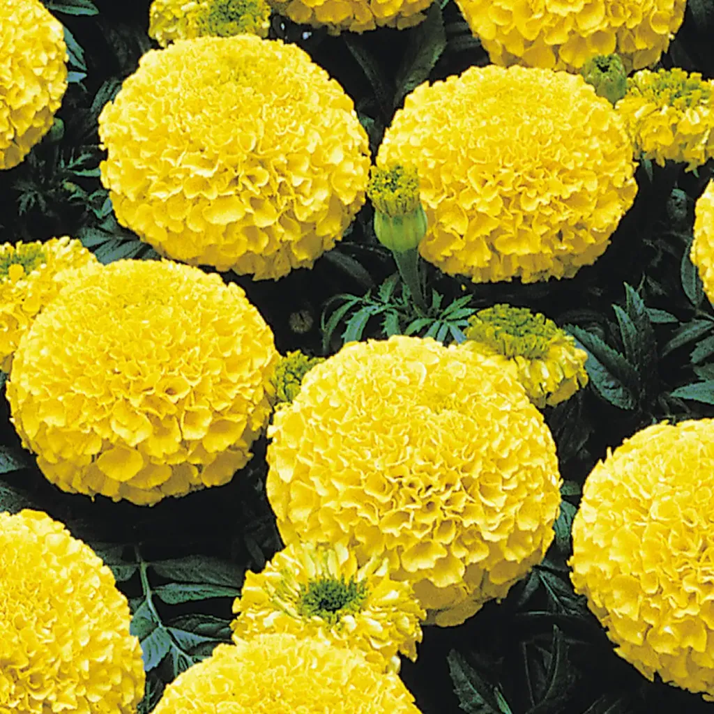 Tagetes erecta (Grosse Fleur) (Jaune)