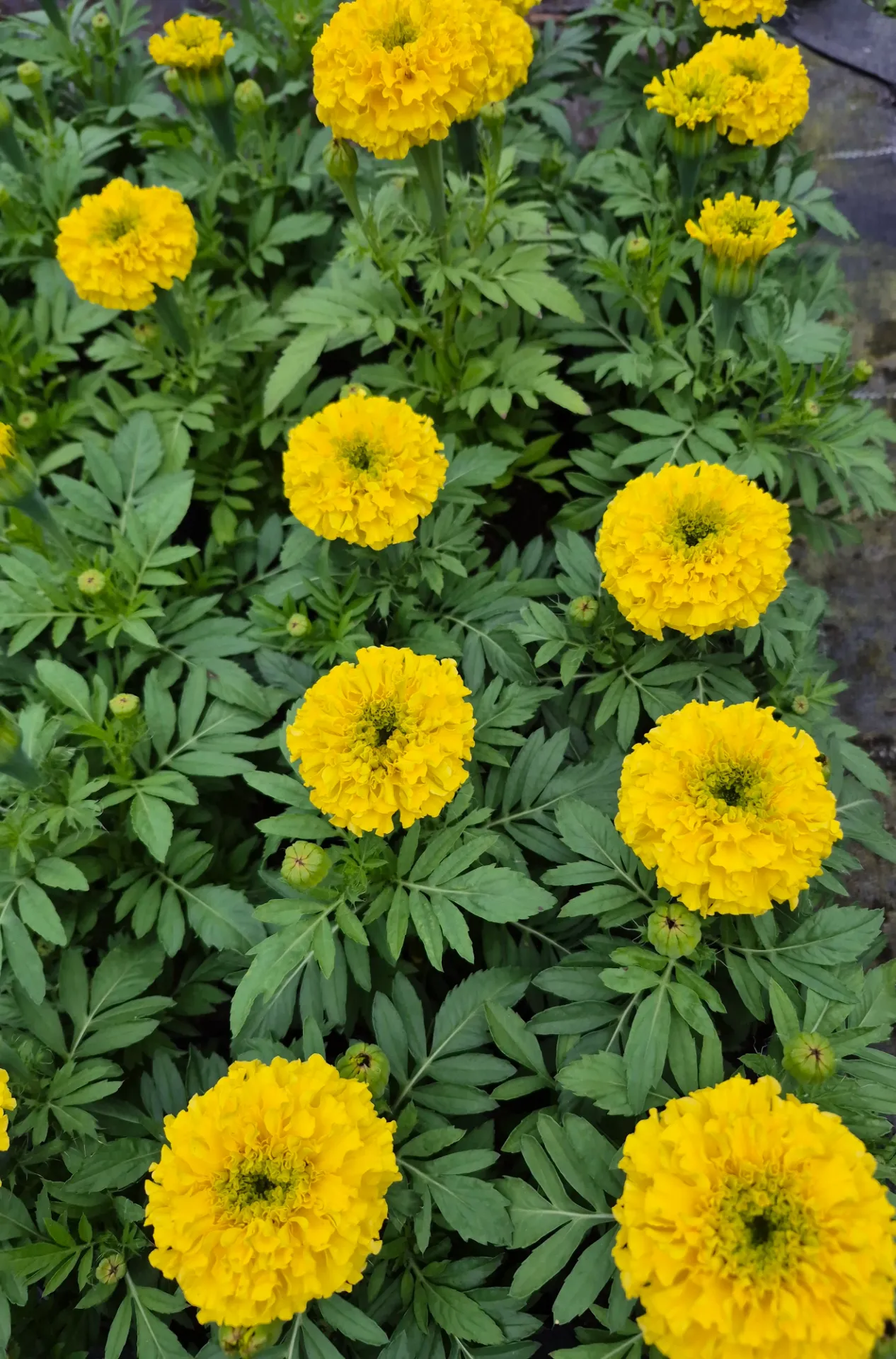 Tagetes erecta (Grosse Fleur)