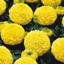 Tagetes erecta (Grosse Fleur)