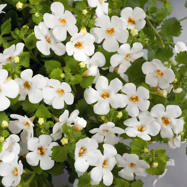 Bacopa cordata Gulliver