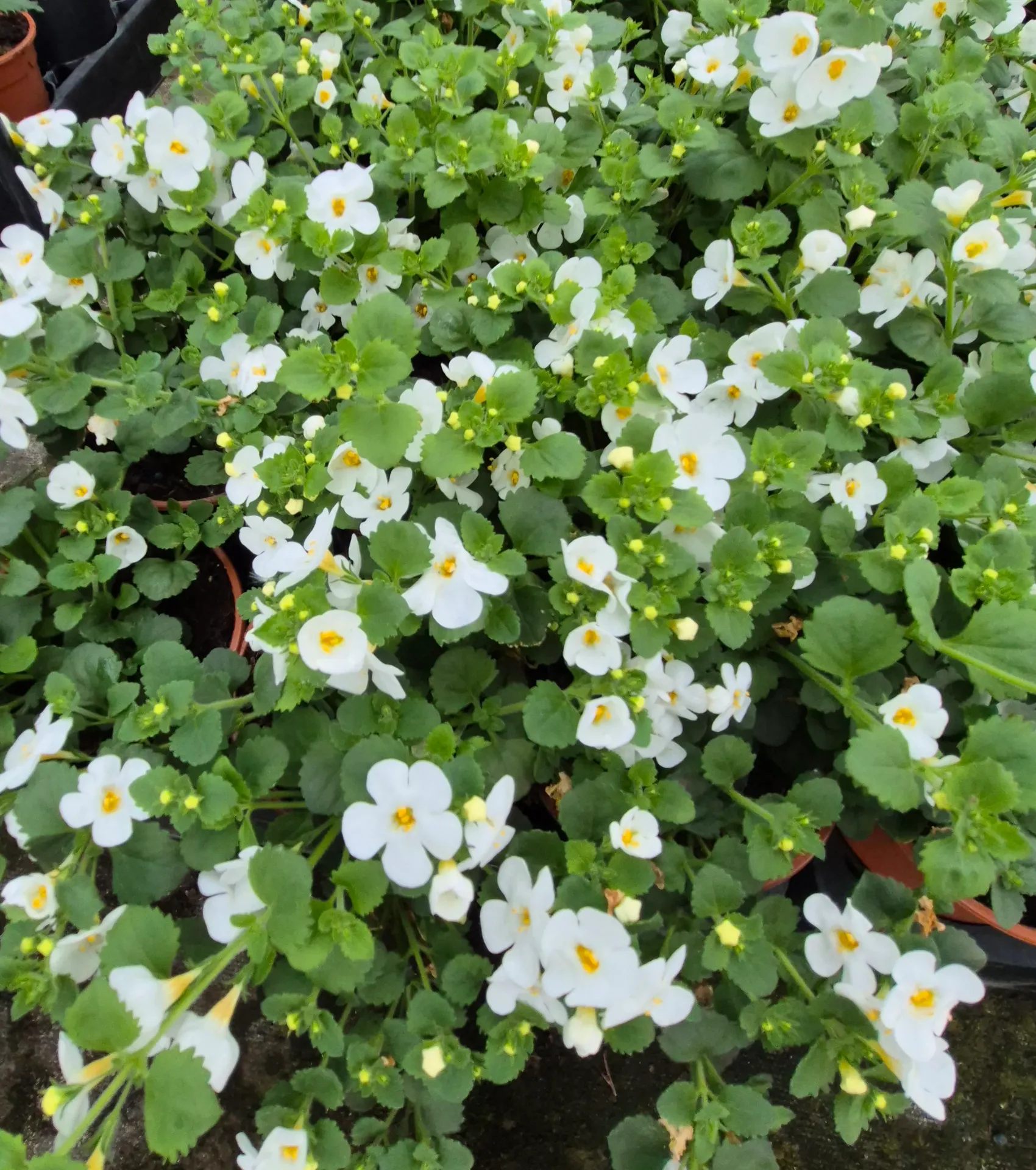 Bacopa cordata Gulliver (Blanc)