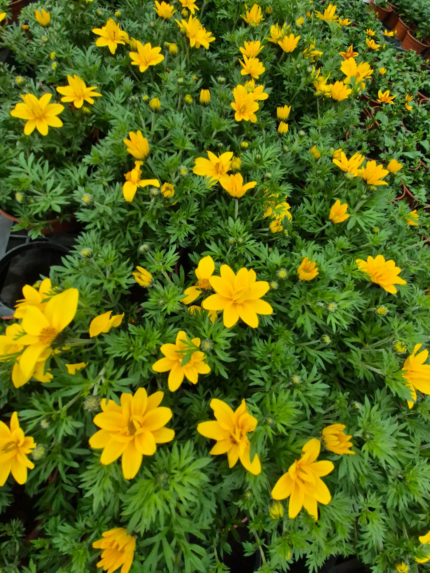 Bidens ferulifolia Sunshine Double