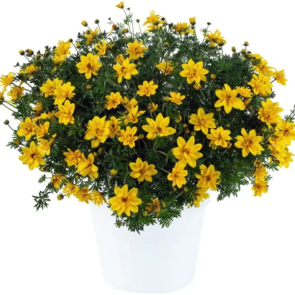 Bidens ferulifolia Sunshine Double