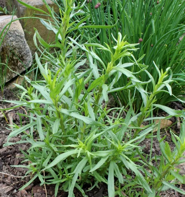 Plant d'estragon