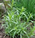 Plant d'estragon