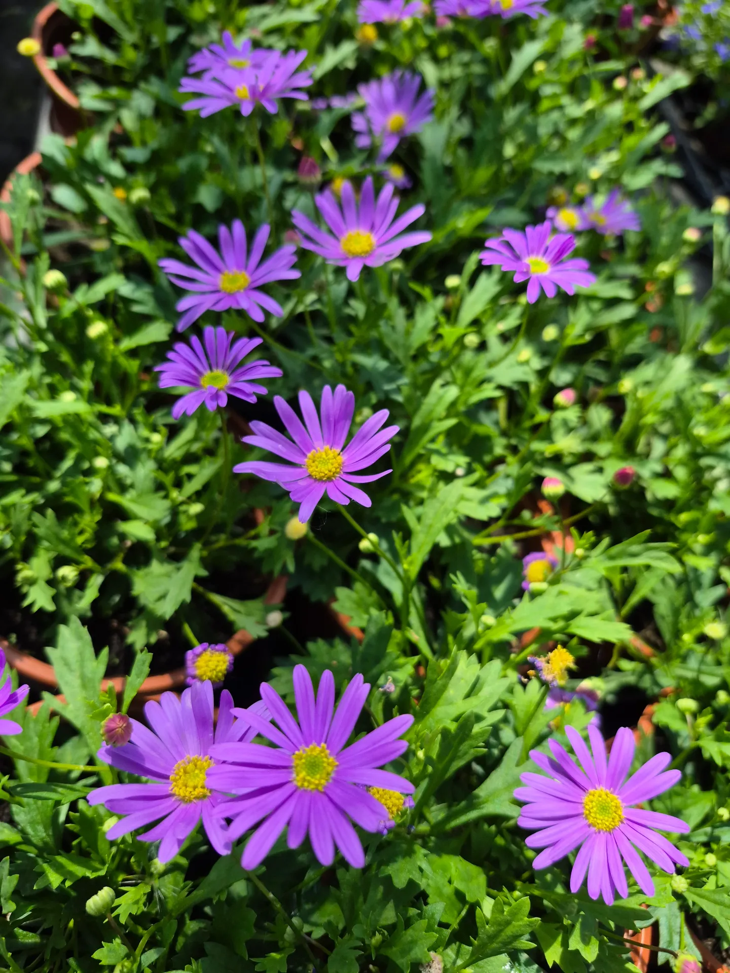 Brachyscome angustifolia Brasco Violet