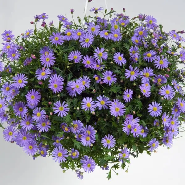 Brachyscome angustifolia Brasco Violet