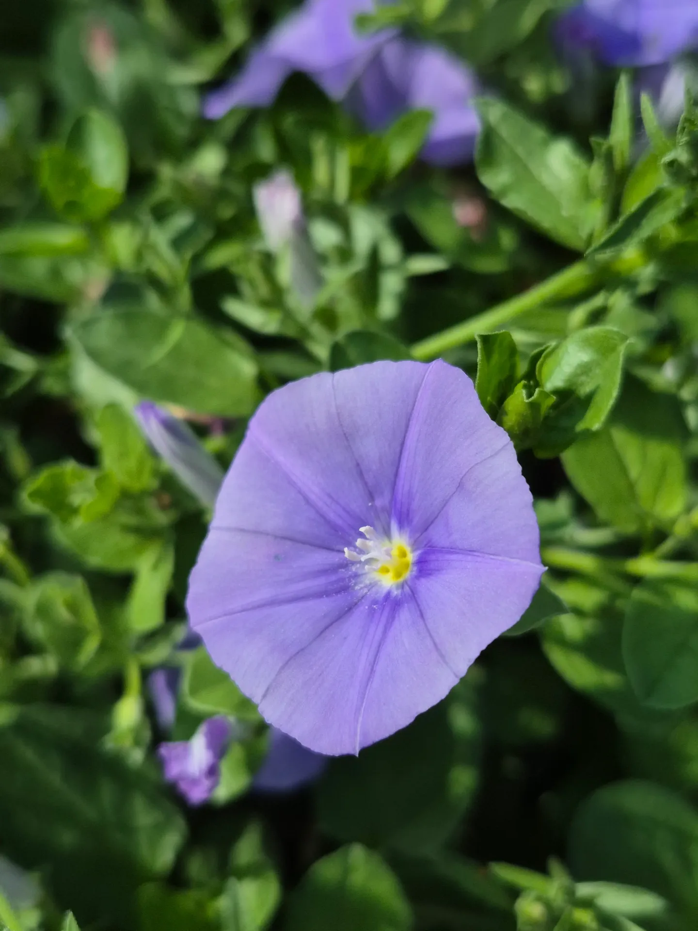 Convolvulus sabatius Blue