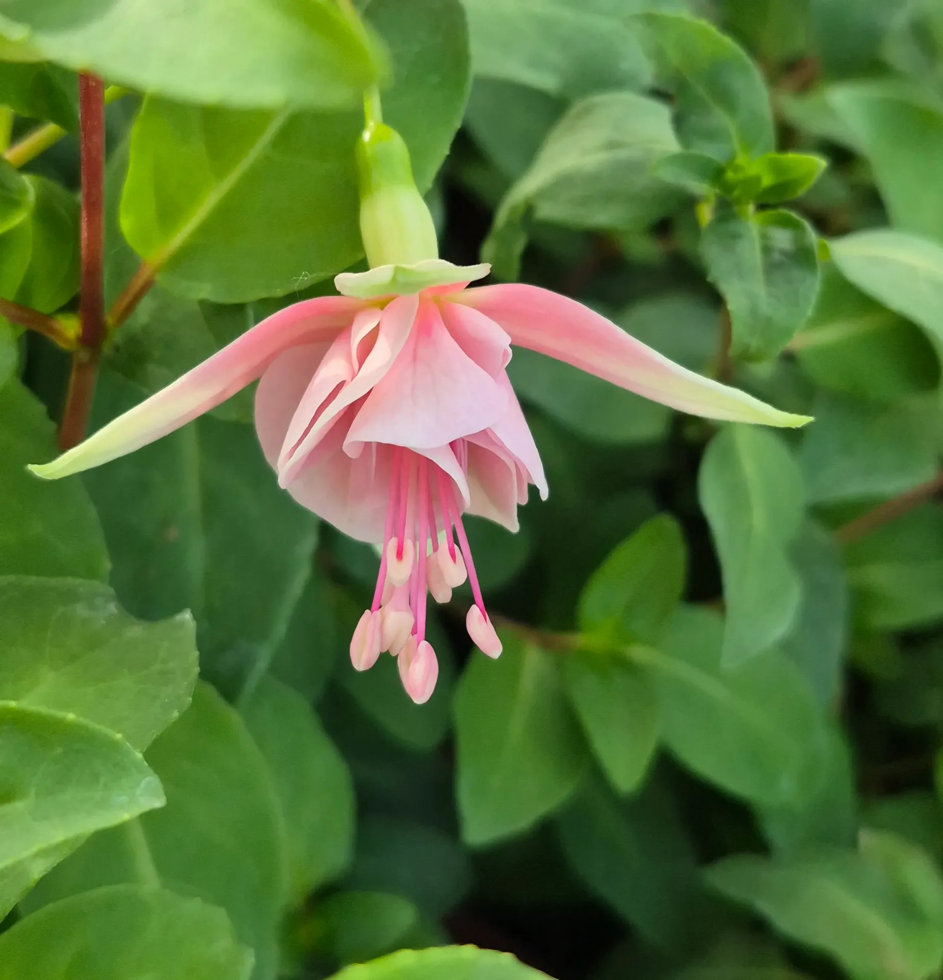 Fuchsia hybrida Trailing