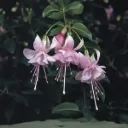 Fuchsia hybrida Trailing
