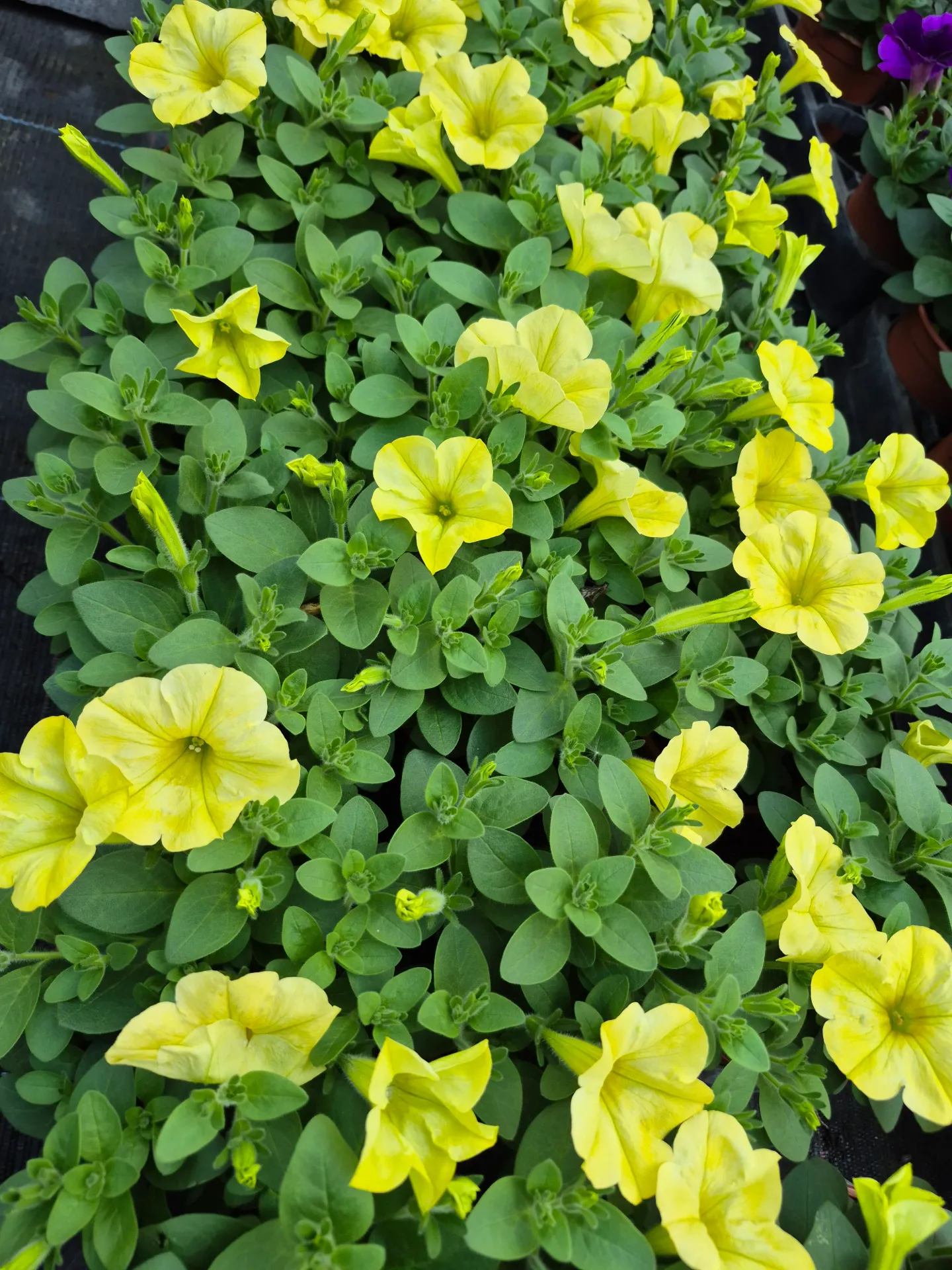 Surfinia Hybride Unicolore (Jaune)