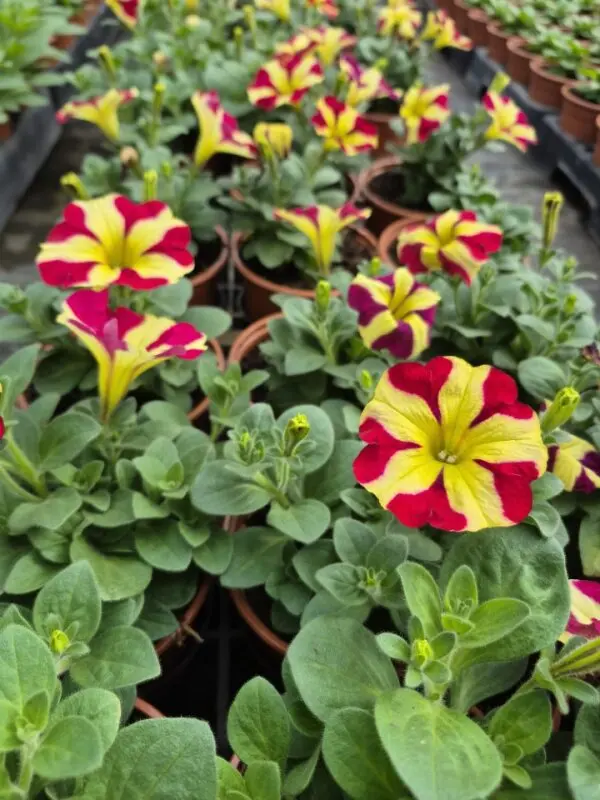 Surfinia Hybride Bicolore