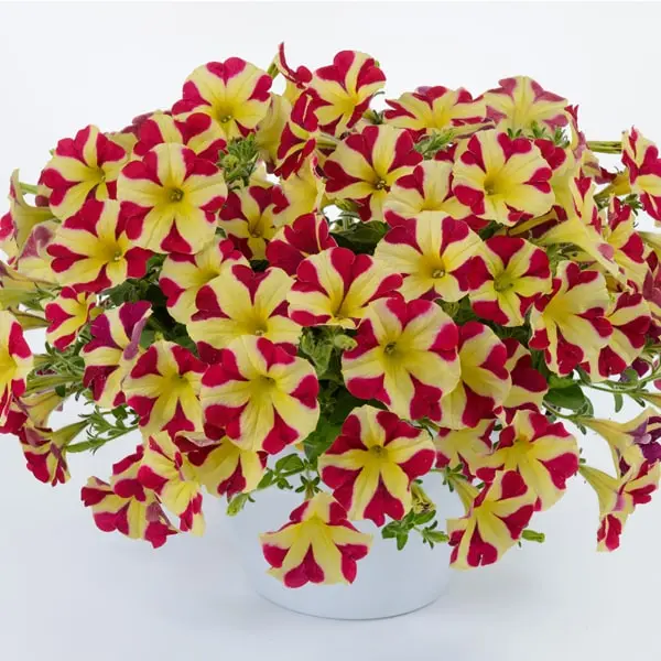 Surfinia Hybride Bicolore