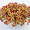 Surfinia Hybride Bicolore