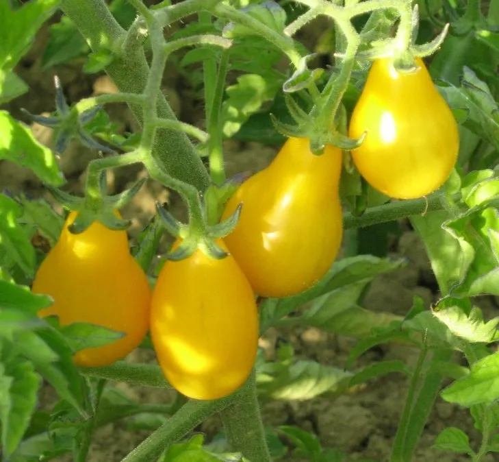 Plant de tomate cerise jaune poire