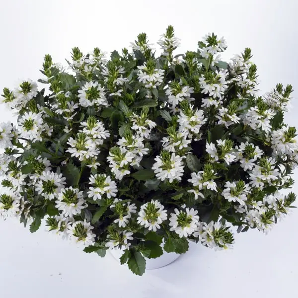 Scaevola aemula