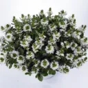 Scaevola aemula