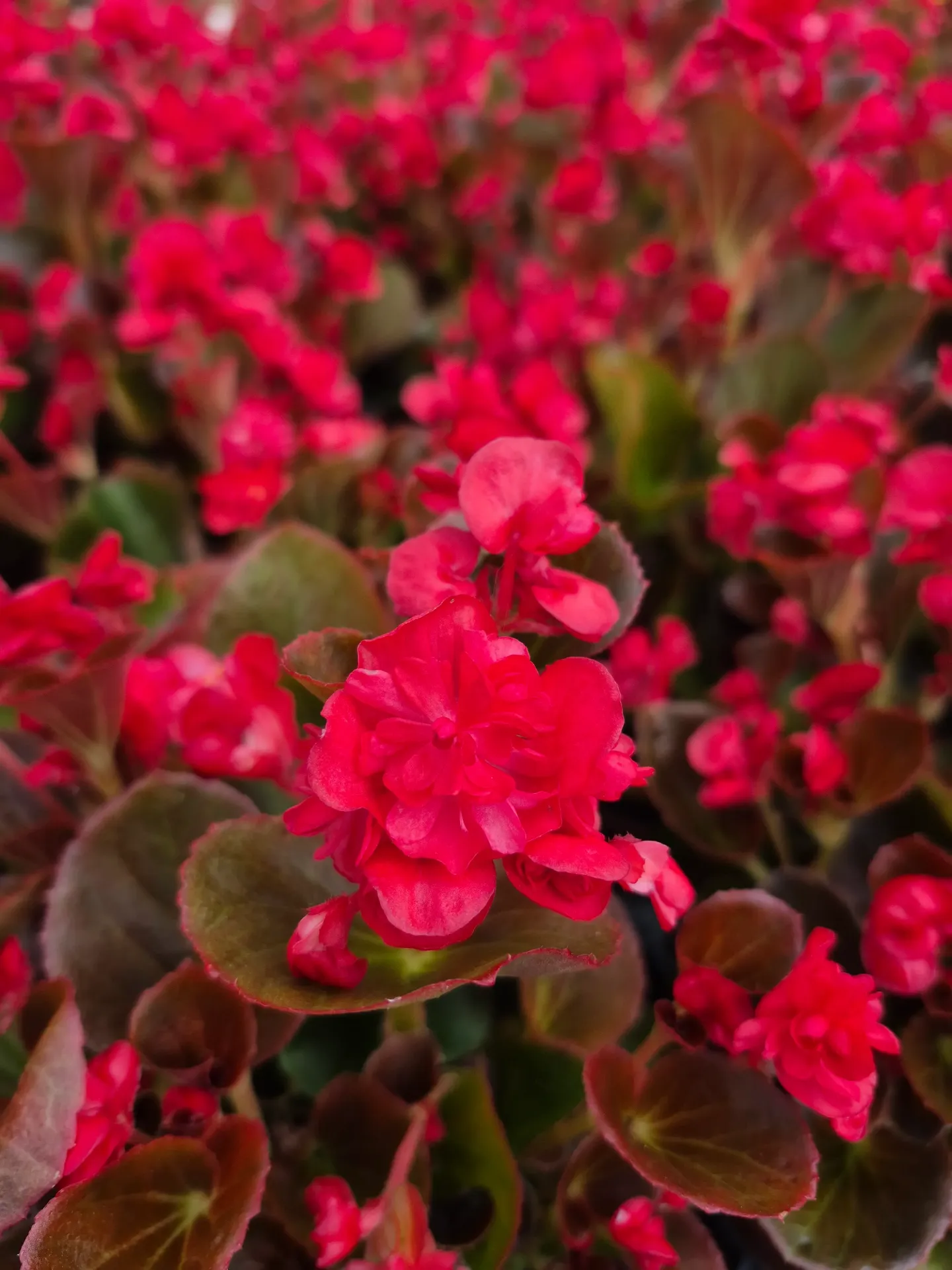 Begonia Bronze fleurs double Red