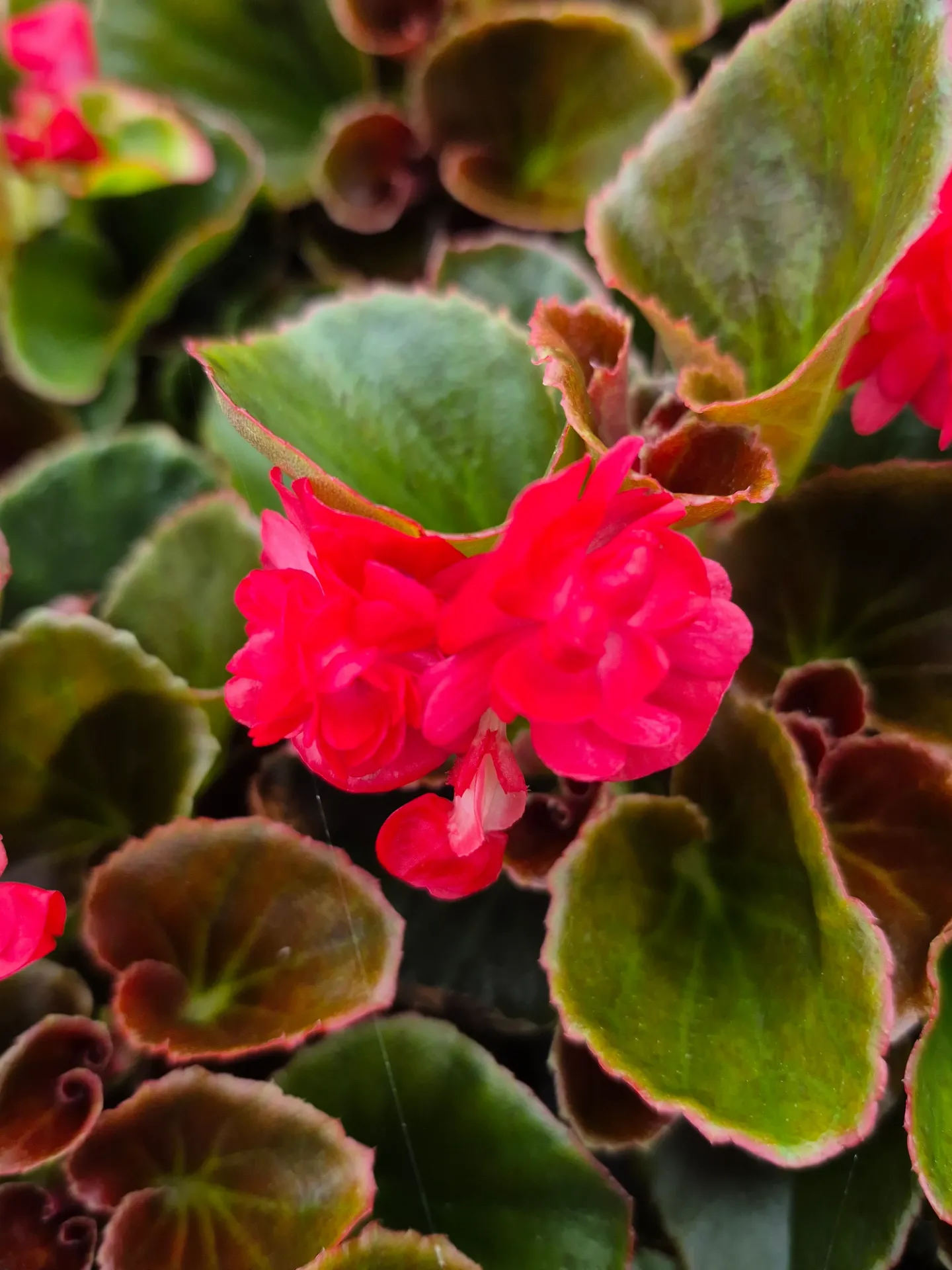 Begonia Bronze fleurs double Red