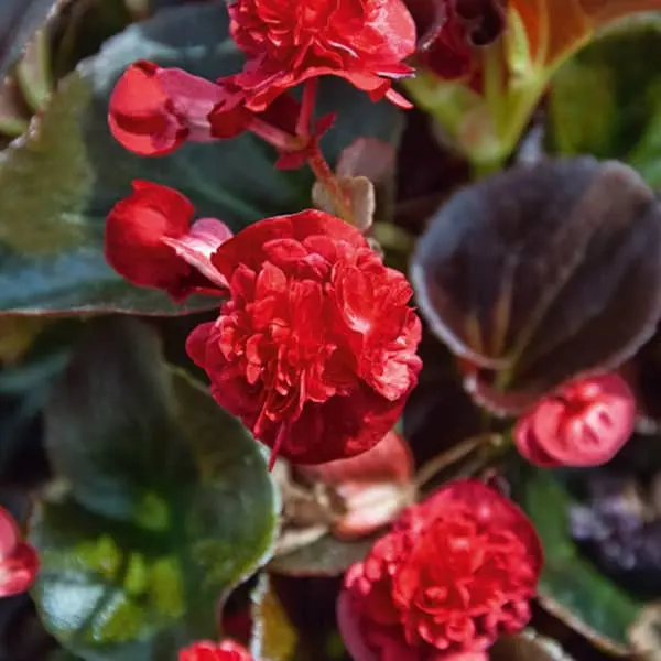 Begonia Bronze fleurs double