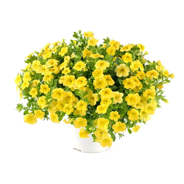 Calibrachoa