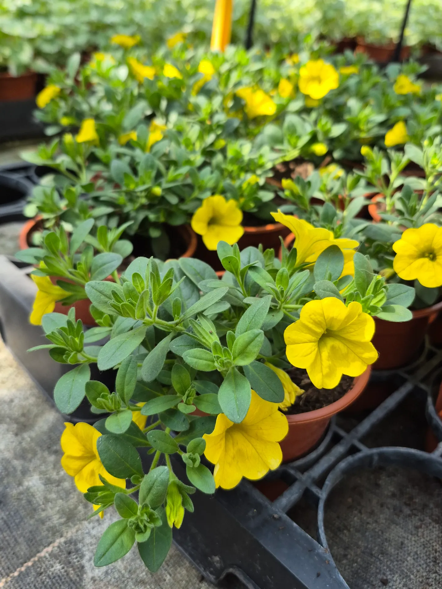 Calibrachoa