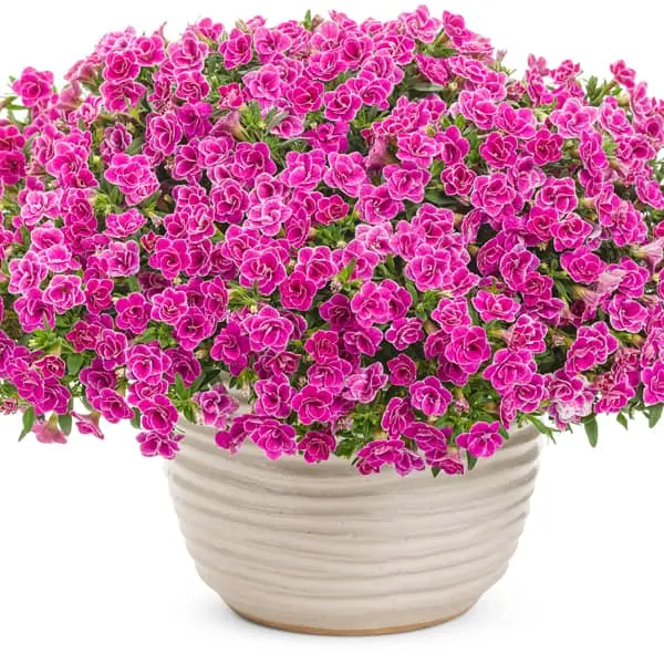 Calibrachoa fleurs Double