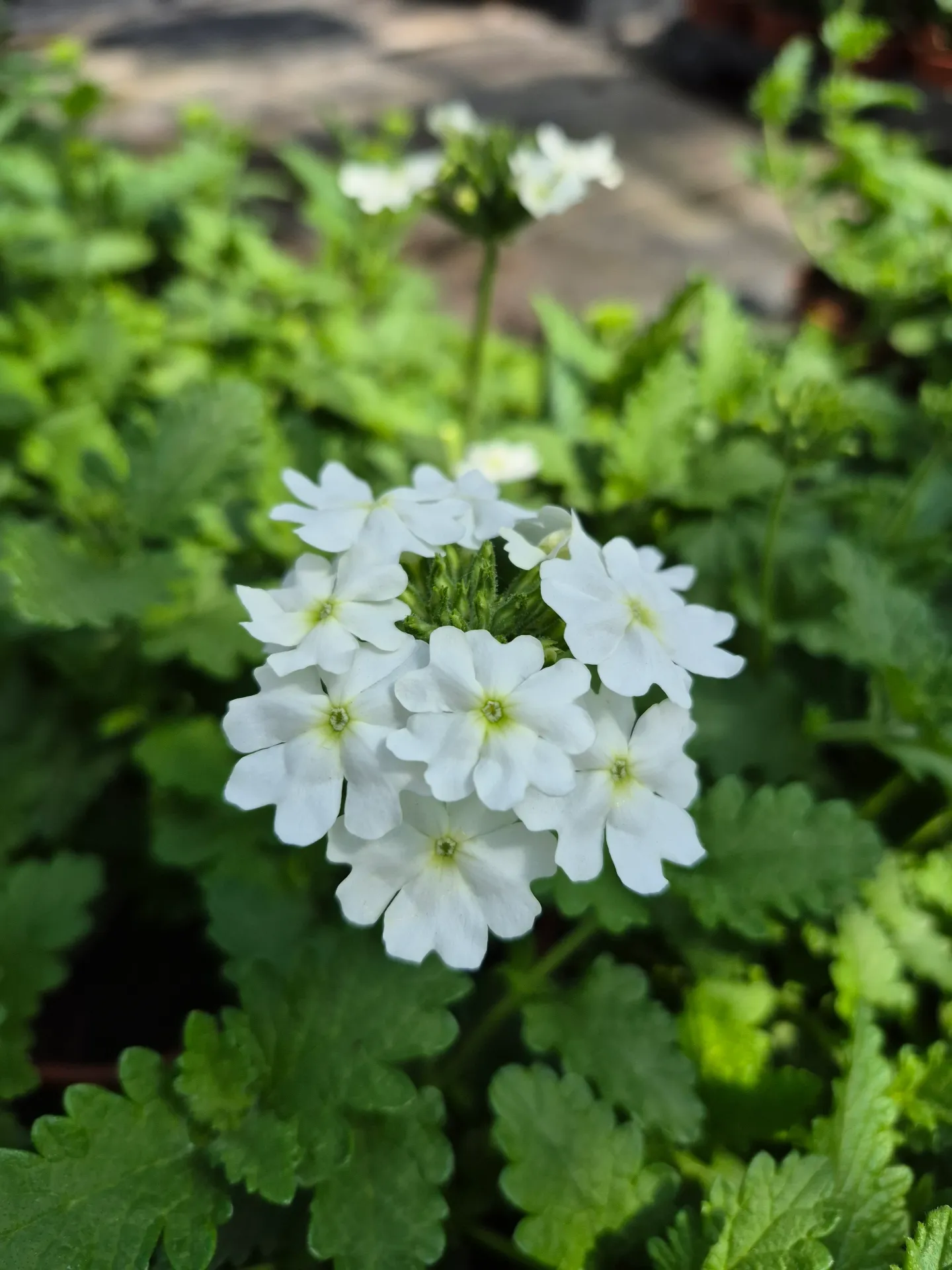 verveine ornementale
