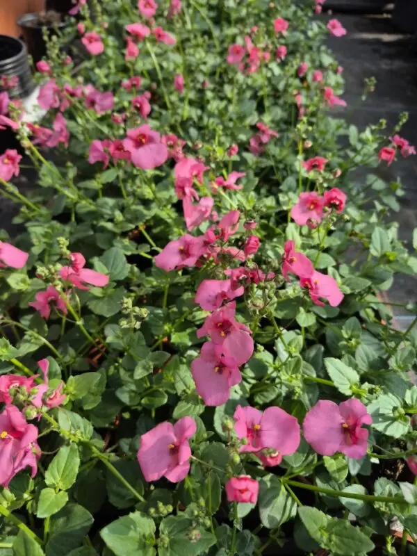 Diascia