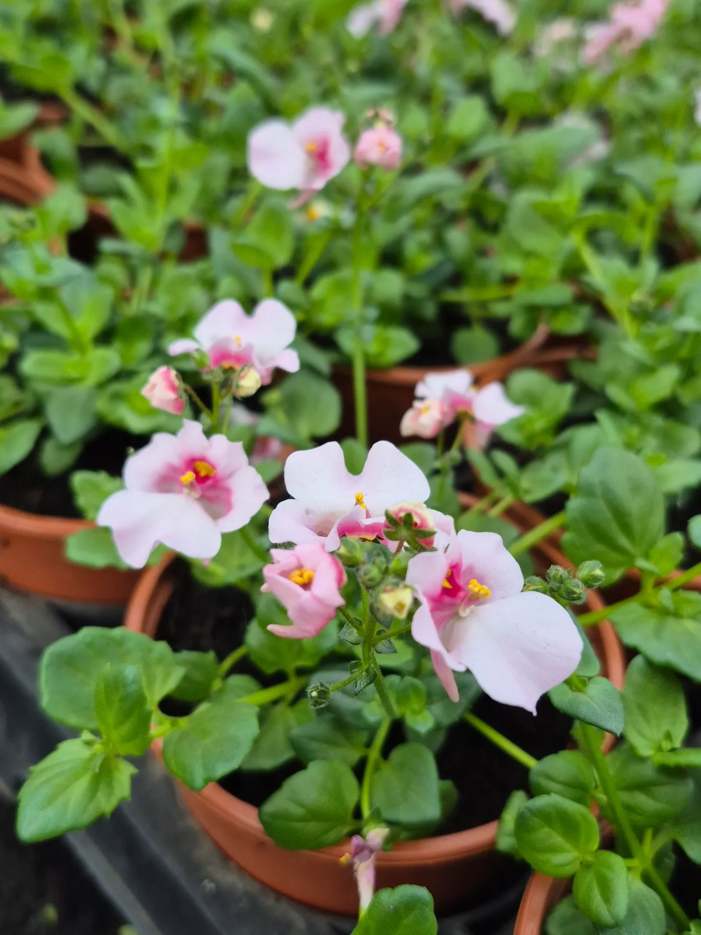 Diascia