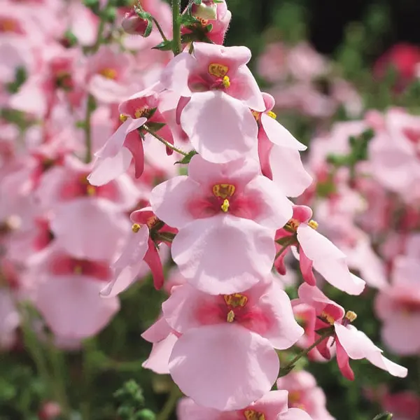 Diascia