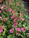 Diascia