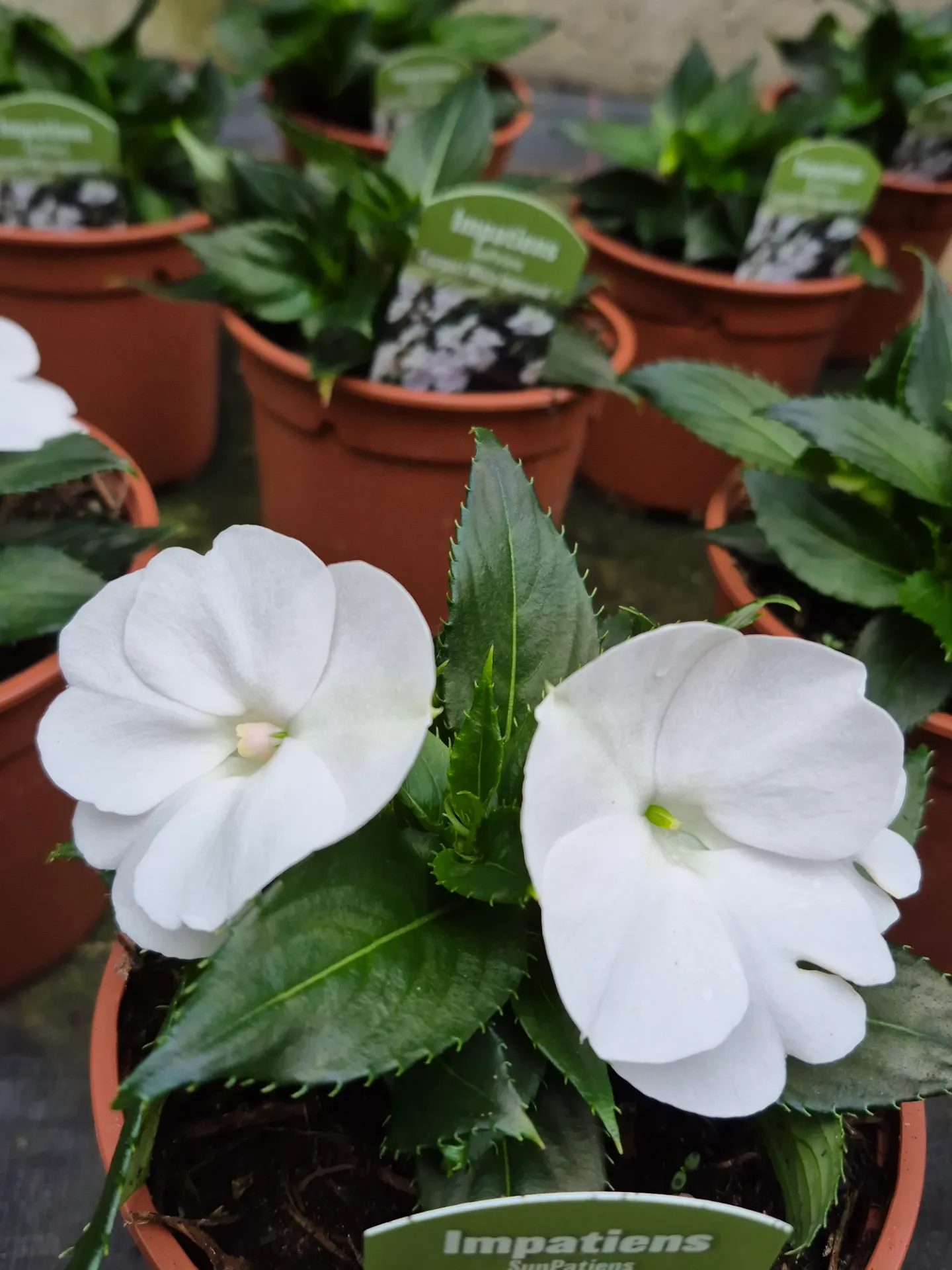Impatiens hybrida Sunpatiens