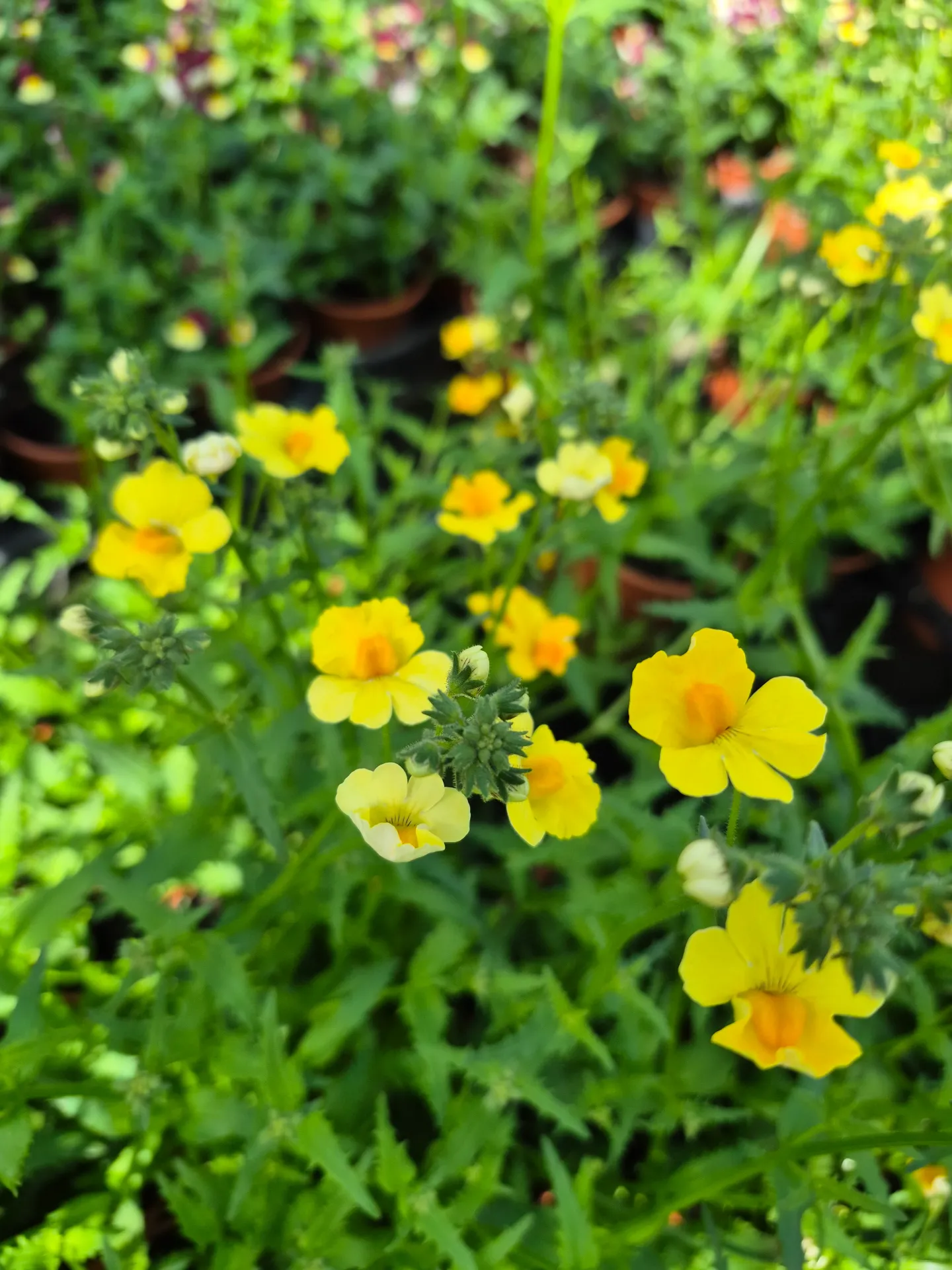 Nemesia