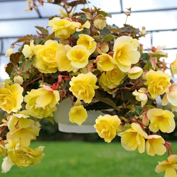 Begonia tuberosa Illumination