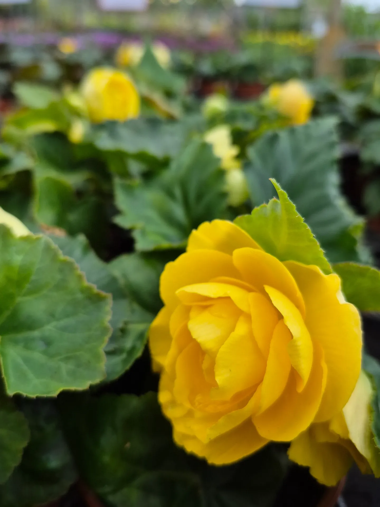 Begonia tuberosa Nonstop